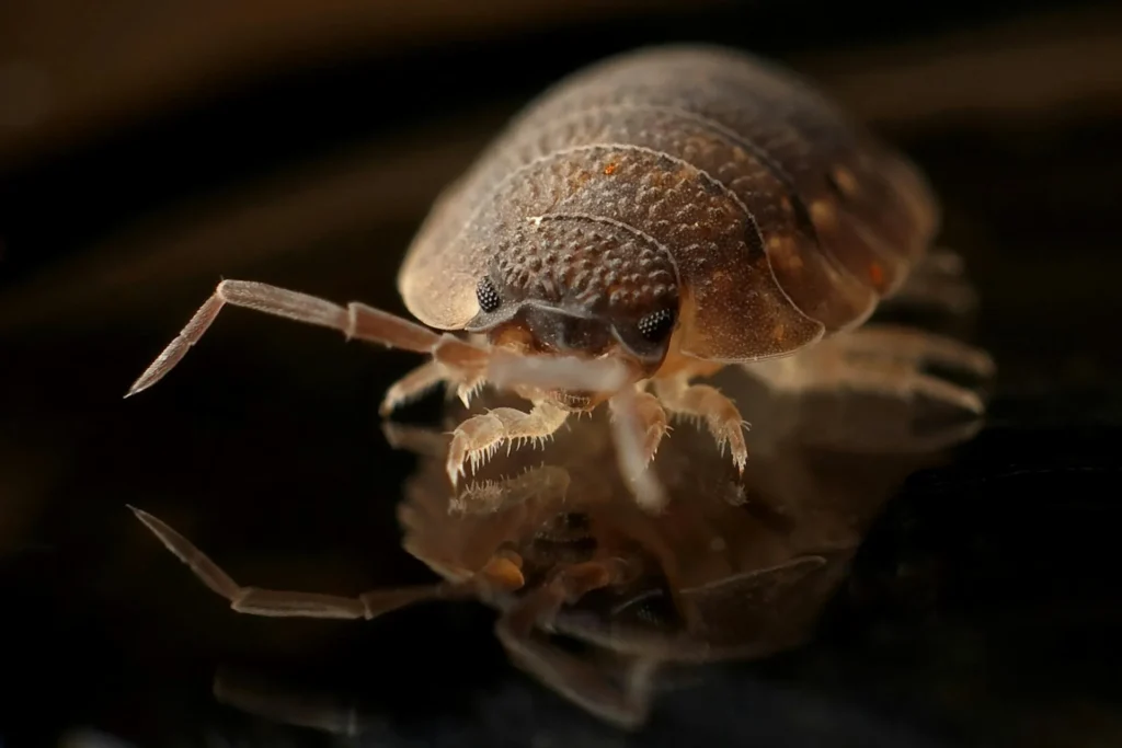 Bed-Bug-Treatment - Long Beach Pest Control Pros | Long Beach, NY | 516-774-5121